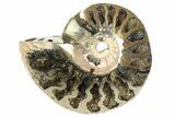 One Side Polished, Pyritized Fossil Ammonite - Russia #174955-2